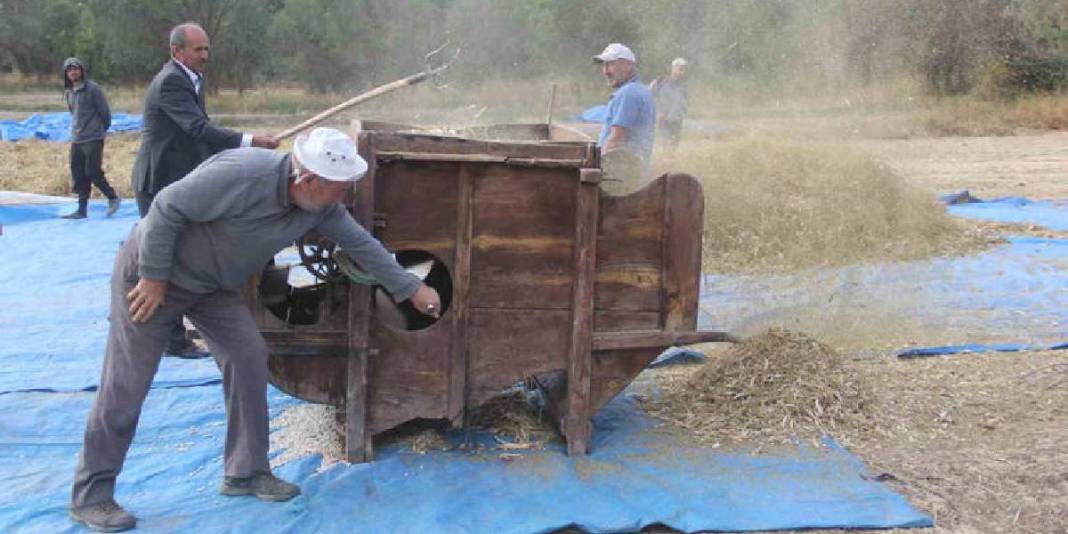 Modern yöntemler kabul edilmiyor, geleneksel hasat ediliyor! Ata tohumun ürünü: 10 yıldır bu usul kullanılıyor 2